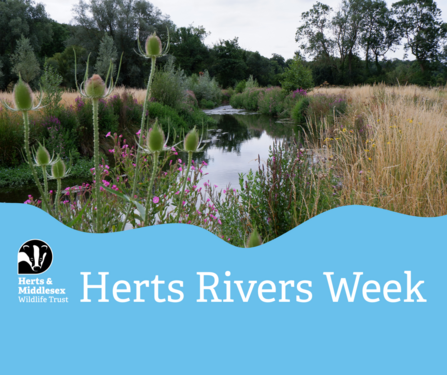 A photo of a river bordered by river banks growing with wildlfowers with a blue wavy box overlaid at the bottom which has the Herts and Middlesex Wildlife Trust logo in the bottom left corner and the text "Herts Rivers Week"