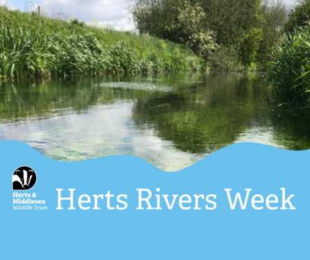 A photo of a river with a blue wavy box overlaid at the bottom which has the Herts and Middlesex Wildlife Trust logo in the bottom left corner and the text "Herts Rivers Week"