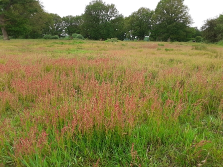 Sheep Sorrel at Patmore Heath
