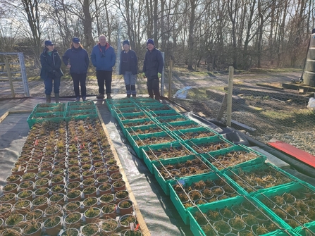 Scarce Tufted-sedge plants at Nosterfield nursery at collection 