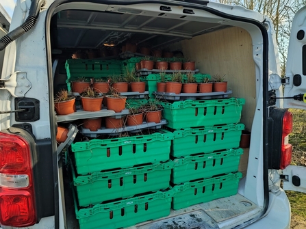 Scarce Tufted-sedge plants loaded in van for transportation from Yorkshire to Hertfordshire