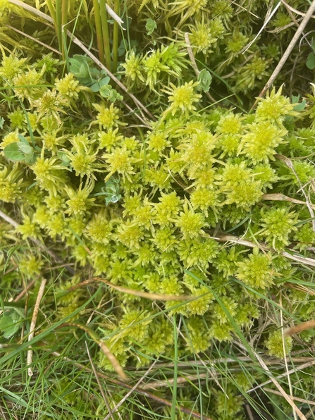 Sphagnum moss 