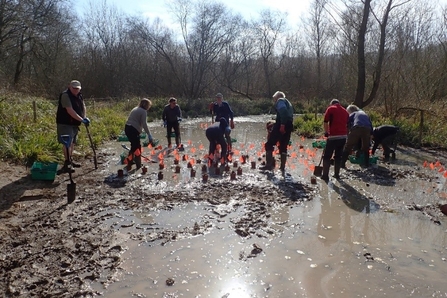 Volunteers planting at Fir& Pond Woods 