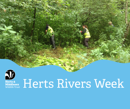 Volunteers pulling out invasive Himalayan Balsam plants