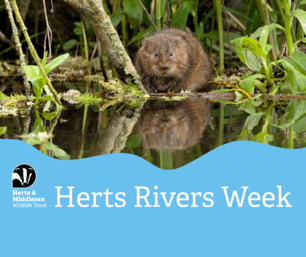 Water Vole