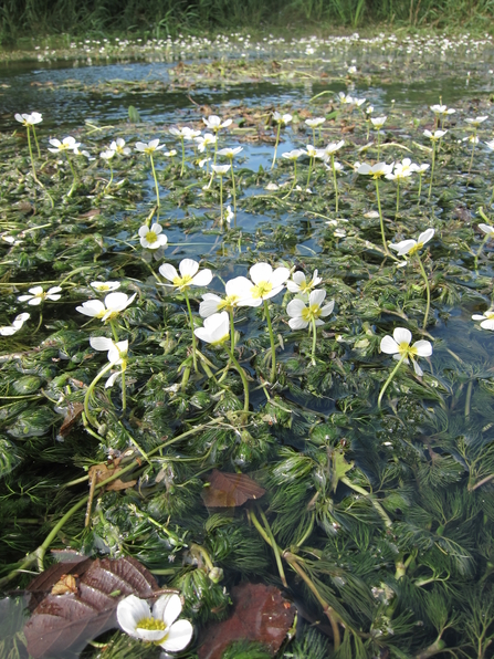 Water-crowfoot