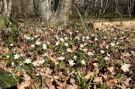 Wood Anemones (flowers with 6 white petals and a yellow centre) growing up amongst dead leaves on a woodland floor.