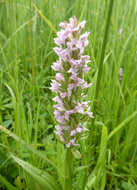A close up of the long pale pink flower spike of an Early Marsh-orchid
