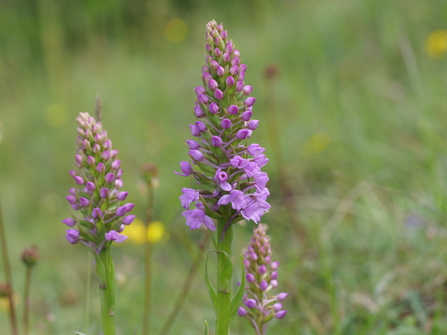 A photo of pyramid shaped pink flower spikes of Fragrant-orchids
