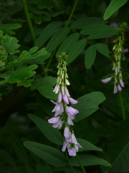 Goats Rue