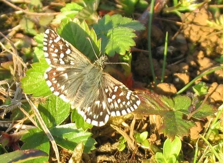 Grizzled Skipper, Waterford Heath