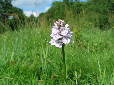 A photo of a Heath Spotted-Orchid amongst the grasses at Frogmore Meadows
