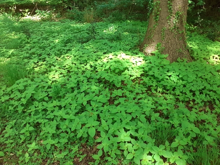 Small Balsam, Goldingtons Wood, Hertford Heath 