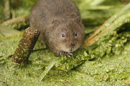A photo of a Water Vole