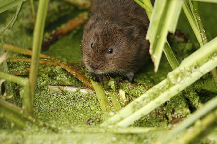 A photo of a Water Vole