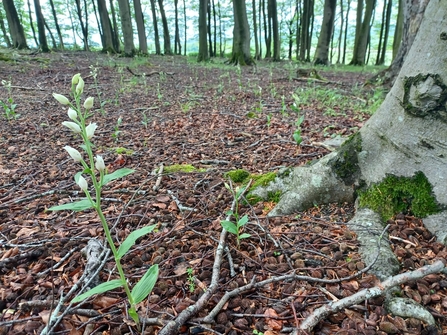 A tall stem with white bell shaped flowers on the top third growing up from dried leaves on the woodland floor.