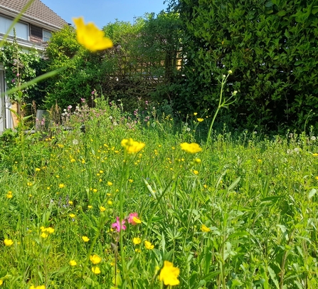 A patch of long grass growing with lots of wildflowers in a garden 