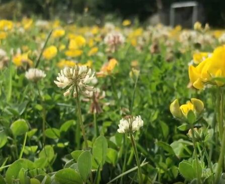 Seed ball lawn flowers - buttercups and clover