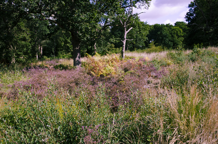 Hertford Heath Nature Reserve