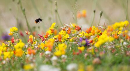 Bee and Trefoil