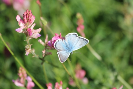 Chalk Hill Blue 