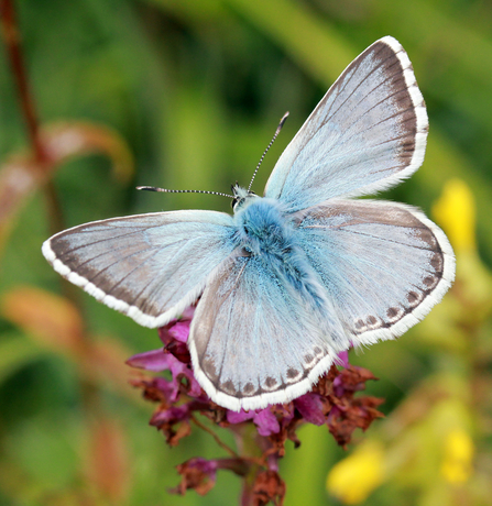 Chalkhill Blue 