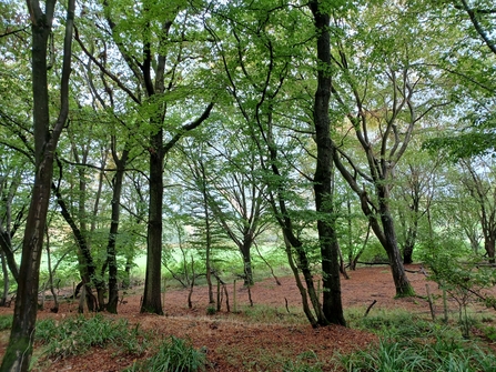 Danemead Nature Reserve