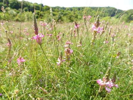 Sainfoin at Hexton Chalk Pit 