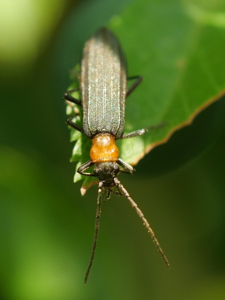 Ischnomera sanguinicollis