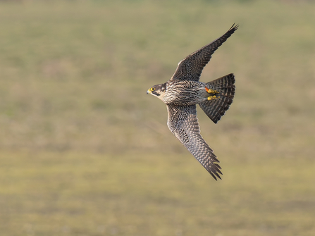 Juvenile Peregrine spotted at Port Meadow 