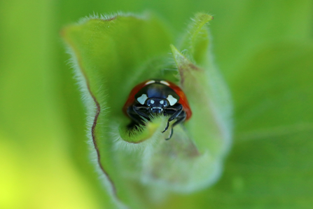Ladybird