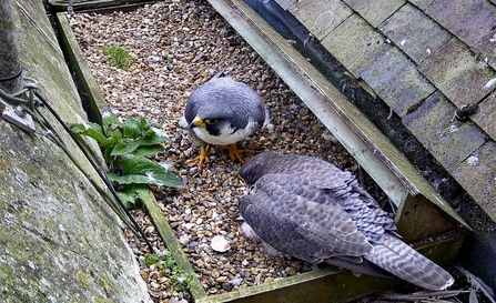 Male and female Peregrine Falcons with chick