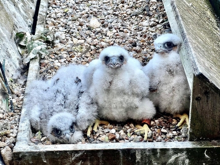 Peregrine chicks back in the nest after being ringed at St Albans Cathedral 