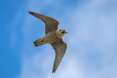 Peregrine Falcon in flight 