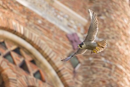 Peregrine Falcon in flight at St Albans Cathedral
