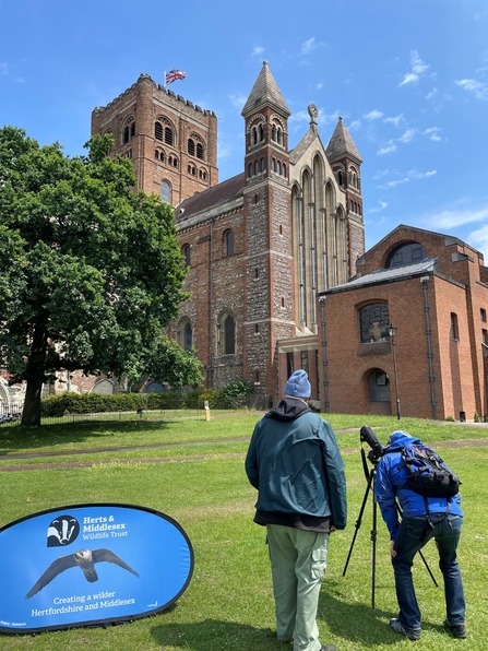 Peregrine Watch at St Albans Cathedral