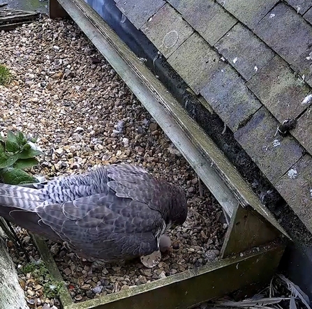 Peregrine Falcon with chick