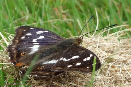 Purple Emperor