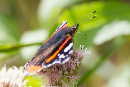 Red Admiral