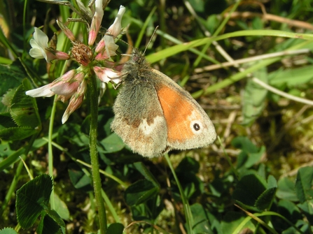 Small Heath