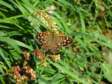 Speckled Wood 