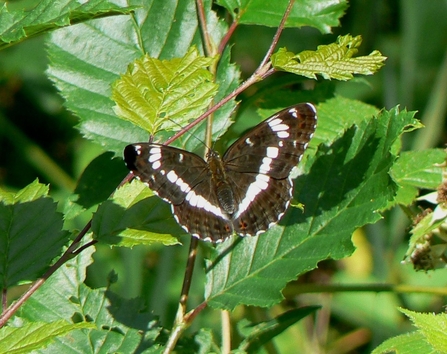 White Admiral