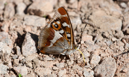 Purple Emperor
