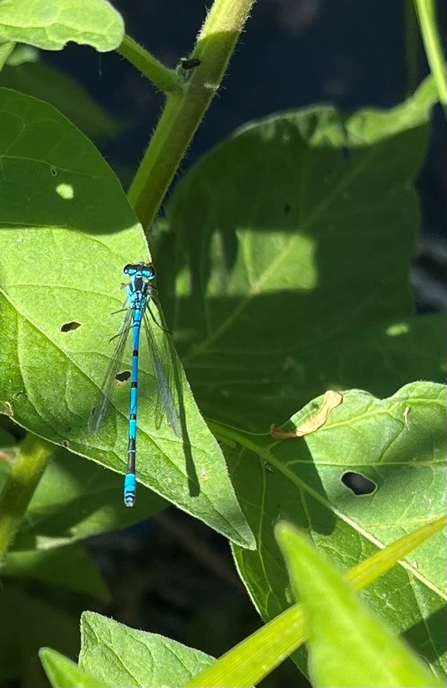 A bright electric blue insect with a long thin body and long oval shaped wings