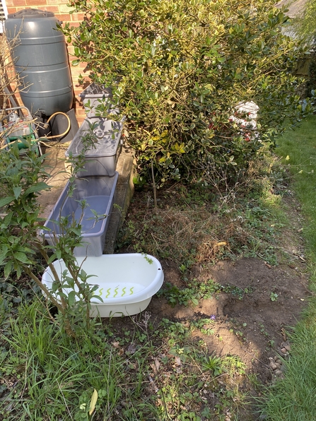 Rain Garden