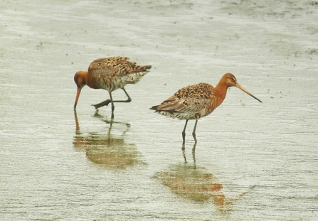 2 Black-Tailed Godwits wading in shallow water
