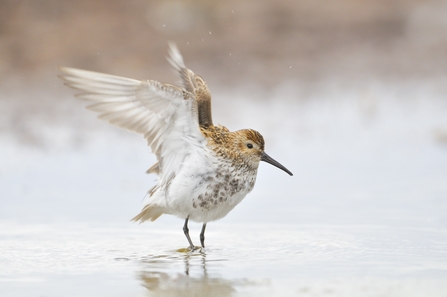 Photo of a Dunlin 