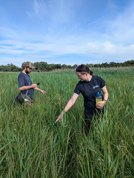 Herts and Middlesex Wildlife Trust's team search out Tubular Water Dropwort