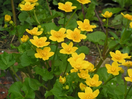  a cluster of large buttercup-like flowers. They have very large, rounded, scalloped leaves.