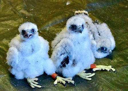 Peregrine chicks during ringing at St Albans Cathedral 